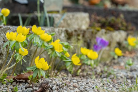 Photo for Group of winter aconites (Eranthis hyemalis) planted close to mossy curbstones. - Royalty Free Image