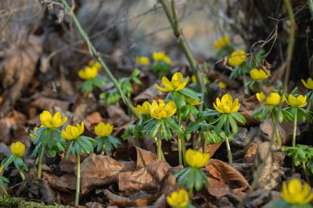 Group of winter acontites (Eranthis hyemalis) growing in the dense undergrowth.