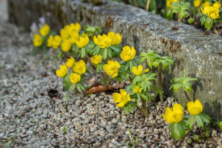 Group of winter aconites (Eranthis hyemalis) planted close to curbstones.