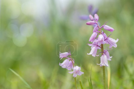 Pink blooming Spanish bluebells (Genus Hyacinthoides). Space for your text.