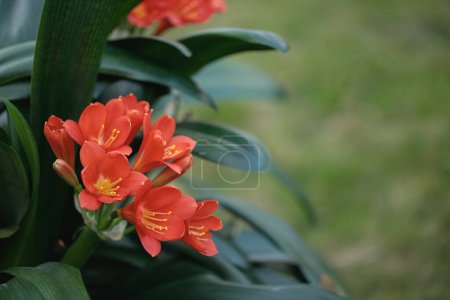 Red-orange blossoms of the Natal lily (Clivia miniata). Copy space.