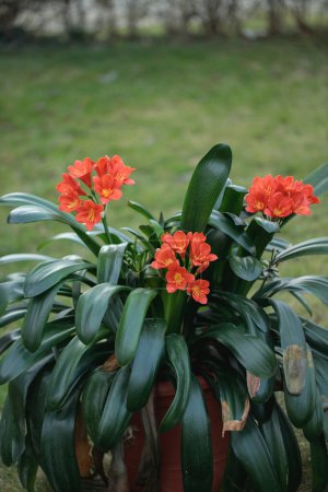 Photo for Red-orange blossoms of the Natal lily (Clivia miniata). - Royalty Free Image