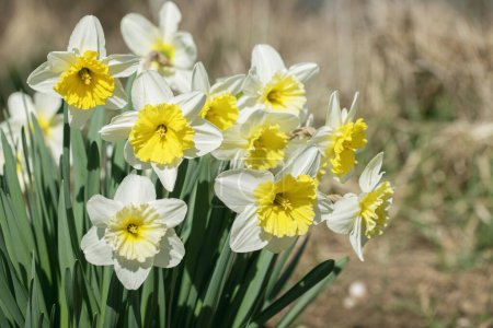 Group of large-cupped daffodils with yellow-orange corona and white tepals.