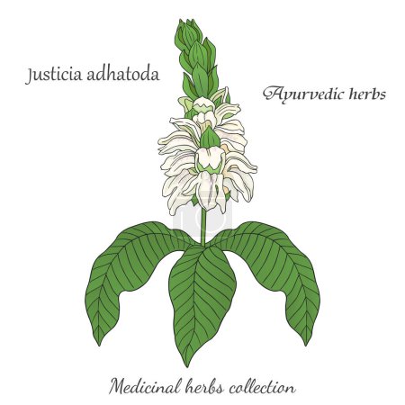Illustration for Medicinal herbs collection. Vector graphic illustration with ayurvedic Justicia adhatoda plant - Royalty Free Image
