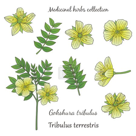 Illustration for Medicinal herbs collection. Vector hand drawn illustration of a plant Tribulus Terrestris on a white backround - Royalty Free Image