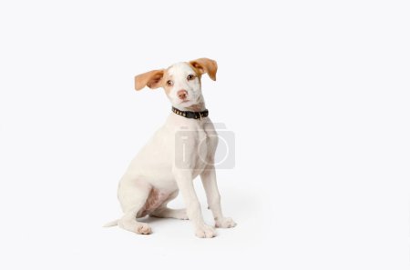 Téléchargez les photos : Little podenco puppy dog sitting on white background. - en image libre de droit