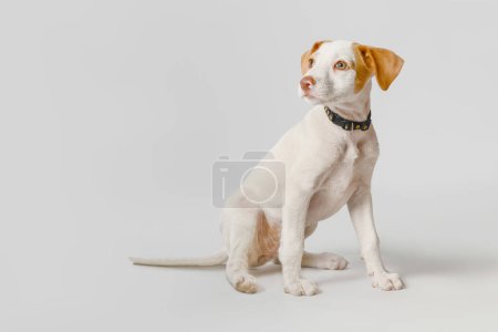 Foto de White puppy and brown spots with collar sitting on gray background with copy space. - Imagen libre de derechos