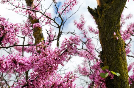 Close up view of the small pink flowers of a tree next to the trunk and the sky with clouds in the background. Tree of love, Cercis siliquastrum.