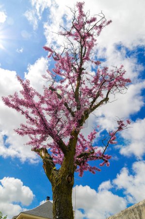 Corona de un árbol floreciente con pequeñas flores rosadas. Árbol del amor, Cercis siliquastrum.