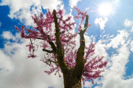 Árbol floreciente con pequeñas flores rosadas y cielo azul en el fondo con nubes y sol en primavera. Árbol del amor, Cercis siliquastrum.