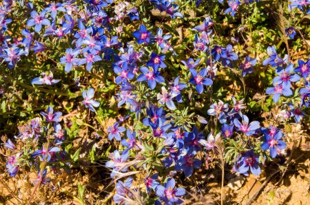 Blüten des "Blauen Impernels" Anagallis Monelli aus dem Mittelmeerraum, im Frühling in Spanien. Lysimachia monelli.