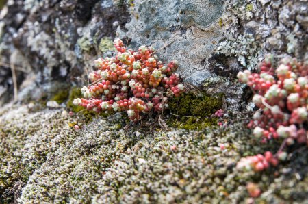 Variedad de líquenes y musgos que crecen en la roca. Roca llena de hongos liquen de diferentes tipos que proliferan en primavera en España. Cytinus hypocistis
