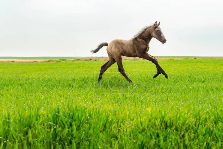 Junges schönes braunes Pferd läuft im Feld auf frischem Gras.