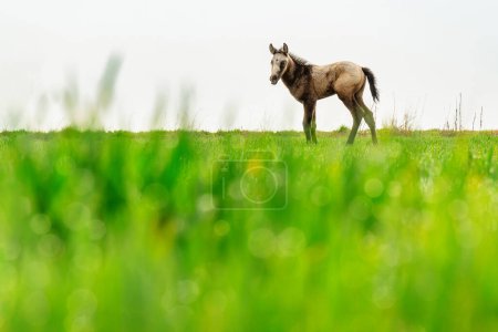 Téléchargez les photos : Beau jeune cheval brun sur une herbe verte au printemps. - en image libre de droit