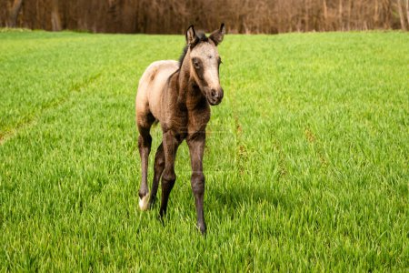 Téléchargez les photos : Un jeune cheval brun marchant sur l'herbe dans un champ. - en image libre de droit