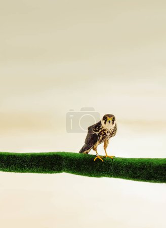 Pequeño halcón posado en una rama verde. Falco subbuteo.