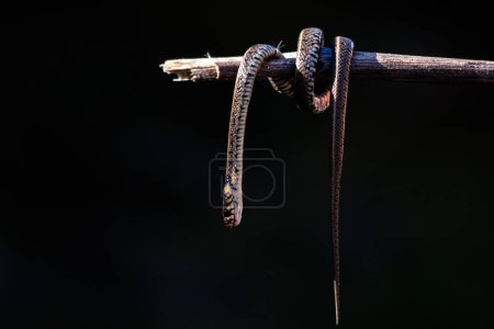 Photo for A dead snake hanging from a tree branch on an isolated black background, selective focus, noise effect - Royalty Free Image