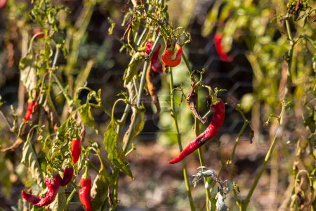 Photo for Fresh red chillies on the branch, selective focus - Royalty Free Image