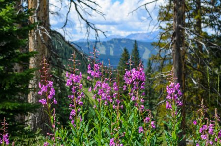 Foto de Purple Fireweed Wildflowers en frente de pistas de esquí durante el verano, Vail, CO, EE.UU.. - Imagen libre de derechos