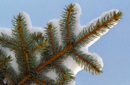 Foto de Parte inferior de la rama de pino cubierta de nieve durante una nevada. - Imagen libre de derechos