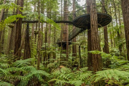 Foto de Redwoods Treewalk en el bosque de Whakarewarewa en Nueva Zelanda. - Imagen libre de derechos