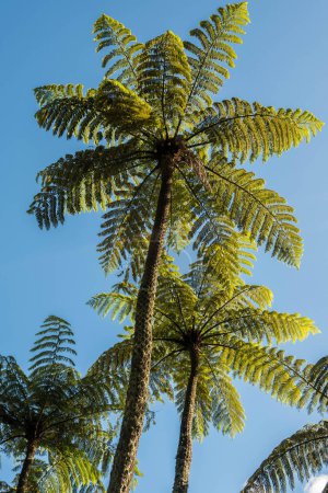 Foto de Mirando hacia arriba en el dosel del helecho lepifera árbol en Nueva Zelanda. - Imagen libre de derechos
