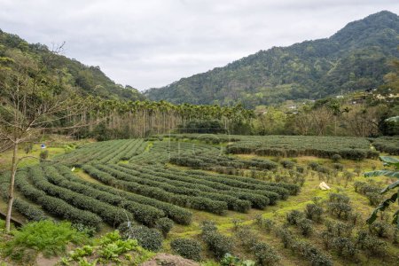Photo for Pinglin Tea Farm in New Taipei City, Taiwan - Royalty Free Image