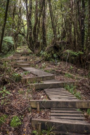 Foto de Pouakai pista a través de bosque nativo, Mt. Taranaki, Nueva Zelanda. - Imagen libre de derechos