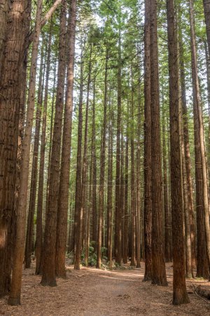 Foto de Bosque de secuoyas ubicado en Rotorua, Nueva Zelanda. - Imagen libre de derechos
