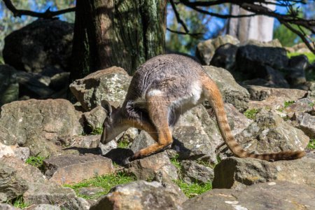 Foto de Salto con patas amarillas Rock-wallaby en el sur de Australia. - Imagen libre de derechos