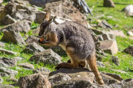 Foto de Pies amarillos Rock-wallaby comer en Australia Meridional. - Imagen libre de derechos