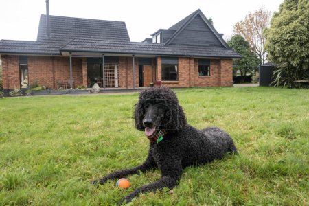 Photo for Black standard poodle laying in the grass in front of a brown house. - Royalty Free Image