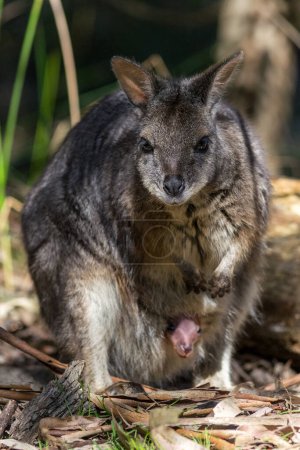Photo for Wallaby mom with a baby joey in its pouch in South Australia. - Royalty Free Image