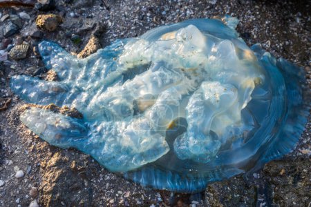 Foto de Medusas azules muertas, Rhizostomeae lavadas en rocas en Brisbane, Australia. - Imagen libre de derechos