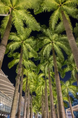 Foto de Fila de palmeras tropicales contra el cielo nocturno en Singapur - Imagen libre de derechos
