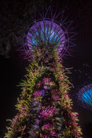 Foto de Singapur - 9 de octubre de 2023: Supertree Grove in Garden by the Bay por la noche. - Imagen libre de derechos