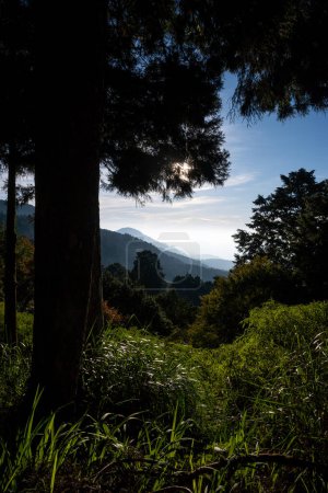 Hermoso bosque de cuento de hadas. Área de recreación forestal nacional de Alishan, Taiwán.