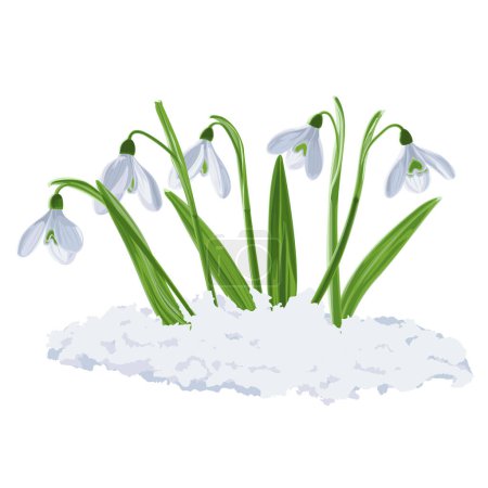 Ilustración vectorial de cinco brotes de las primeras flores de primavera nevadas en la nieve. Galnthus nivlis gráfico vectorial sobre fondo transparente. Ilustración de cinco flores nevadas en vector. Ilustraciones de flores en vector.