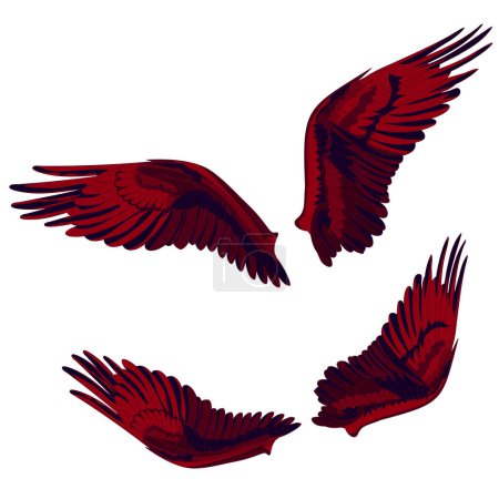 Téléchargez les photos : Ailes démoniaques à plumes en deux variantes. Illustration vectorielle des ailes d'oiseaux à balbuzards dans différentes variations. Illustrations d'oiseaux en vecteur. - en image libre de droit