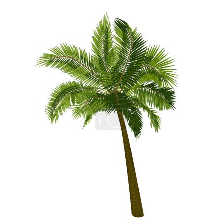 Coconut straight palm tree. Vector illustration of palm tree trunk, foliage, branches, leaves. Image of tropical tree in vector. Illustrations of vector tree.