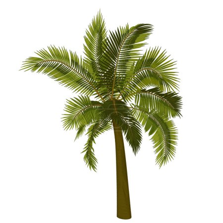 Illustration for Coconut straight palm tree. Vector illustration of palm tree trunk, foliage, branches, leaves. Image of tropical tree in vector. Illustrations of vector tree. - Royalty Free Image