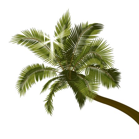 Bent coconut palm with sunbeams through foliage.Vector illustration of leaning palm tree with bright sun breaking through leaves. Image of tropical palm tree trunk, foliage, branches, leaves in vector. Illustrations of vector tree.