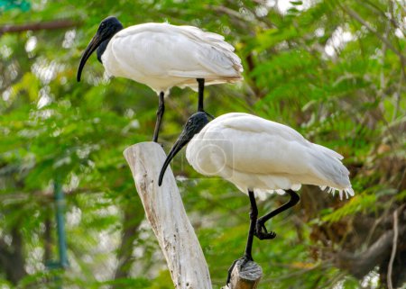Photo for Black-headed ibis birds (scientific name: Threskiornis melanocephalus) sitting on a wooden pool in the forest. Closeup shot taken with selective focus. - Royalty Free Image