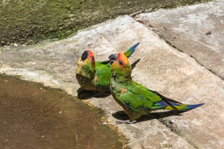 Téléchargez les photos : Oiseaux de Jandaia à front rouge sur les rives du point d'eau - en image libre de droit
