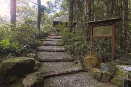 Foto de Camino en el jardín de la selva tropical japonesa. - Imagen libre de derechos