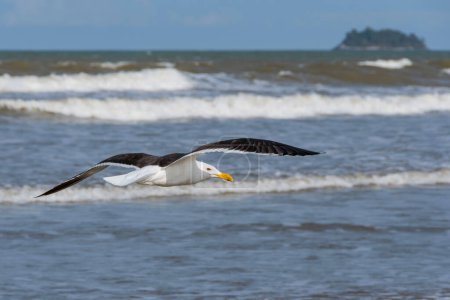 Téléchargez les photos : Mouette volant à côté des vagues sur la plage. En arrière-plan, l'horizon et l'île d'Antares sur la côte de la ville de Peruibe, Brésil. - en image libre de droit