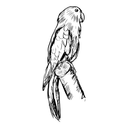 Illustration for Sketch drawing of Eclectus Parrots - Royalty Free Image