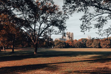 New York City park with trees and lawn with contemporary skyscrapers on background