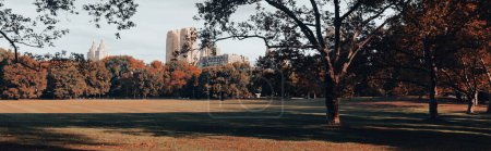 Foto de Green lawn with trees and skyscrapers on background in New York City, banner - Imagen libre de derechos