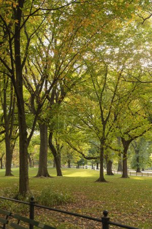Téléchargez les photos : Parc avec des arbres verts pittoresques à New York - en image libre de droit
